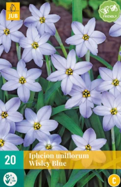 20 ipheion un. wisley blue