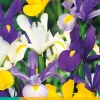 25 iris hollandica mix