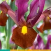 10 iris hollandica red ember