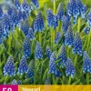 50 muscari armeniacum