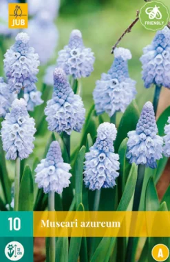 10 muscari azureum