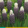7 muscari grape ice