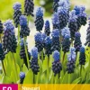 50 muscari latifolium
