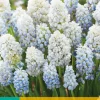 10 muscari nature's beauty