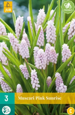 3 muscari pink sunrise