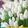 15 muscari white magic