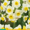 5 narcissus avalanche