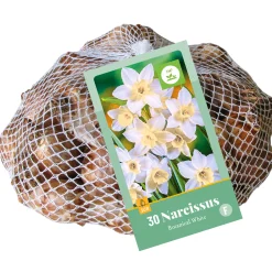 30 narcissus botanisch wit