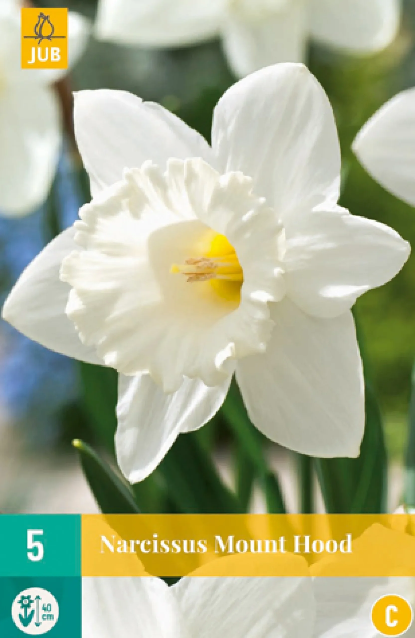 5 narcissus mount hood