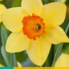 5 narcissus red devon