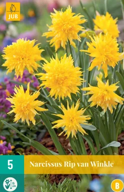 5 narcissus rip van winkle
