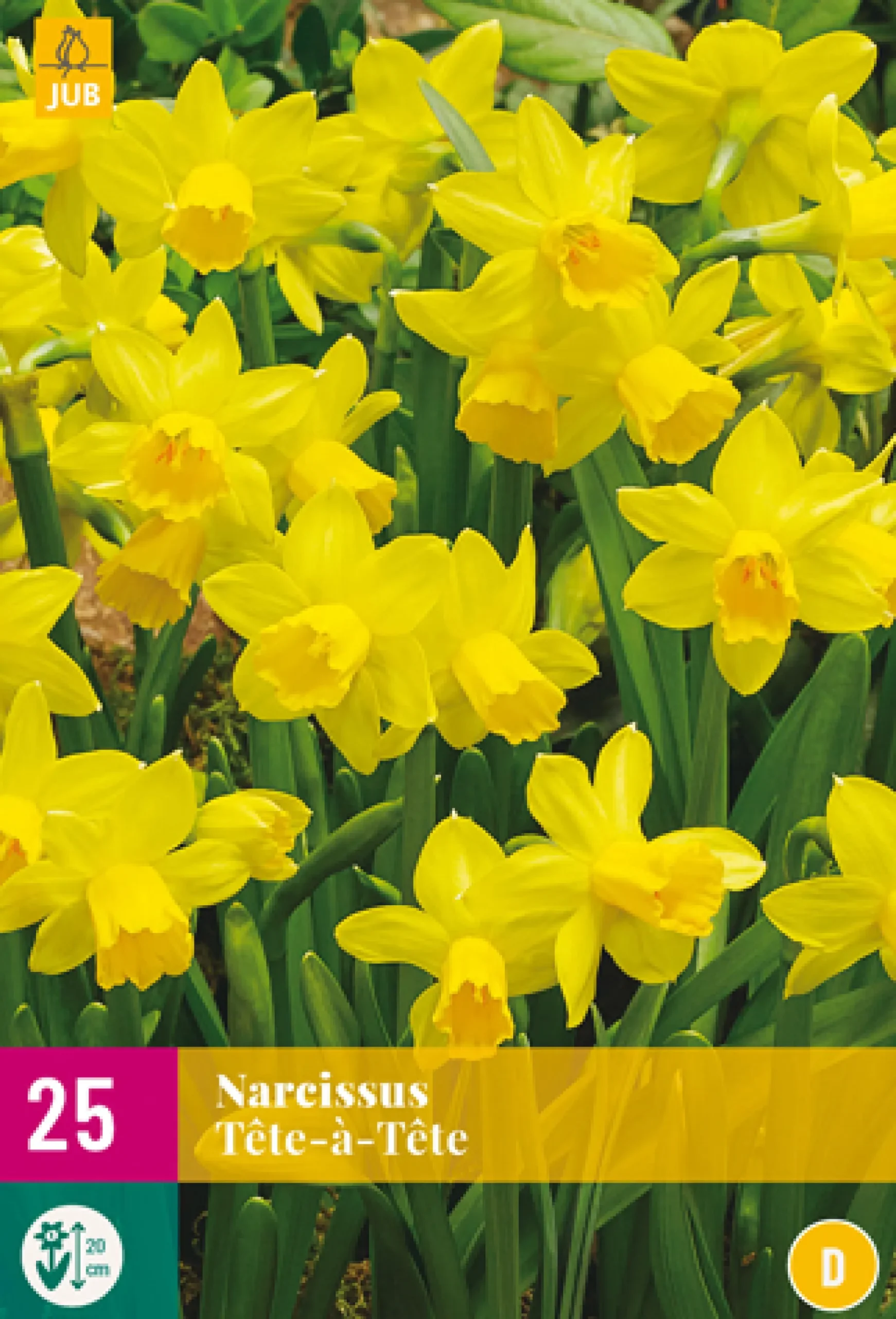 25 narcissus tête-à-tête