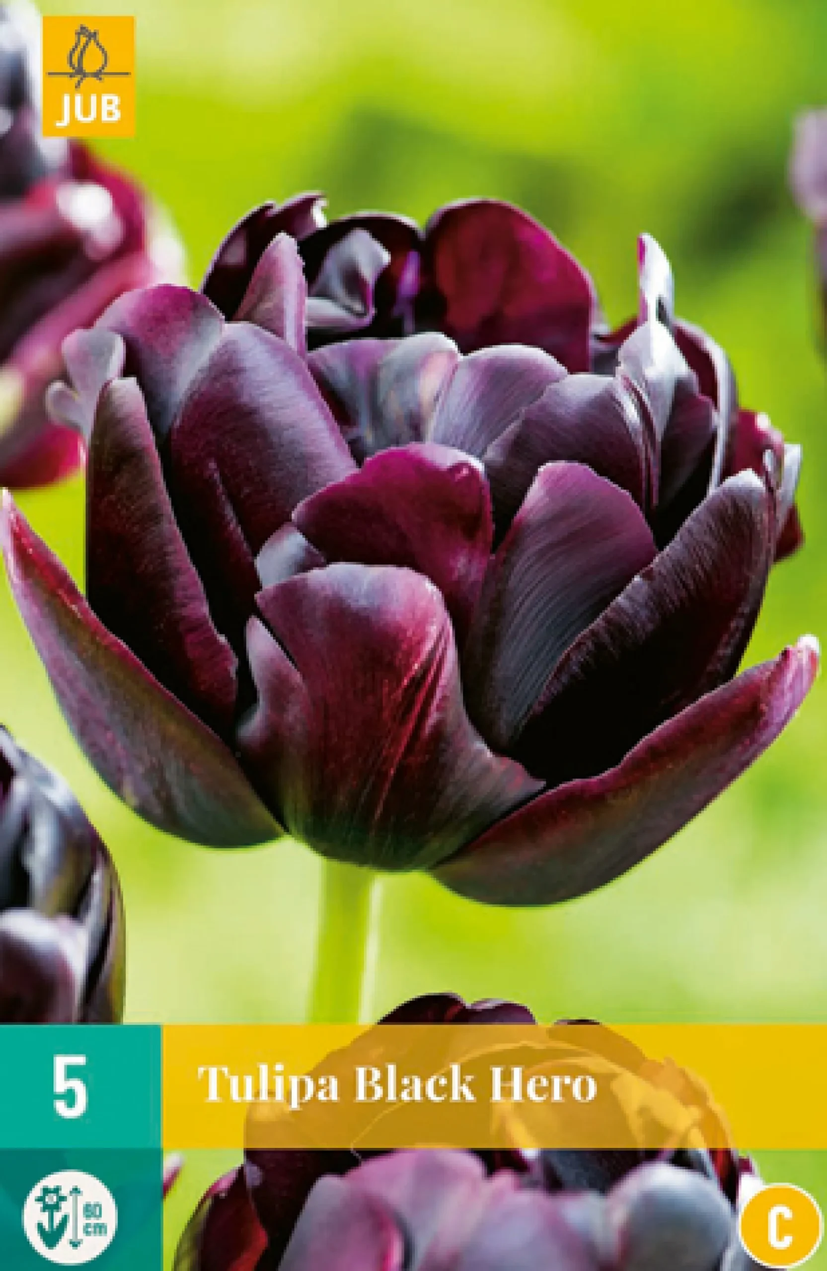 5 tulipa black hero