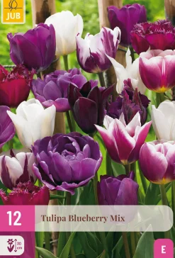 12 tulipa blueberry mix
