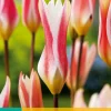 10 tulipa clusiana stellata