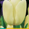 7 tulipa creme fraiche