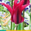 7 tulipa doll's minuet