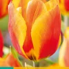 7 tulipa flair