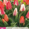 15 tulipa greigii mix