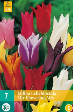 7 tulipa leliebloemig mix