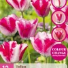 12 tulipa mata hari