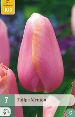 7 tulipa menton