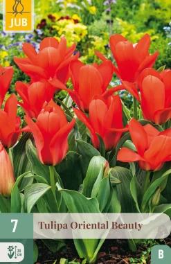 7 tulipa oriental beauty