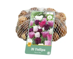 35 tulipa pastel mix