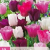 12 tulipa pastel mix
