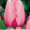 7 tulipa pink impression