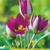 10 tulipa pulch. persian pearl