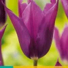 7 tulipa purple dream