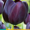 7 tulipa queen of night