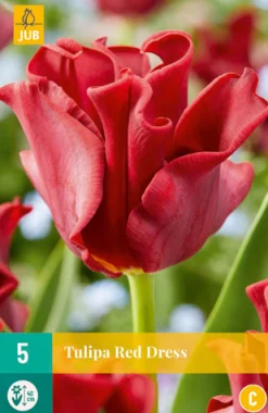 5 tulipa red dress