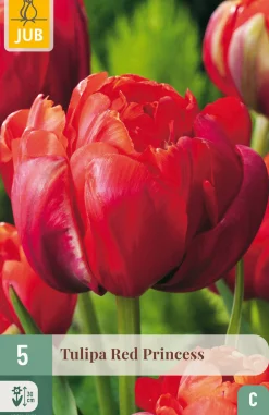 5 tulipa red princess
