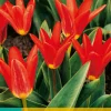7 tulipa scarlet baby