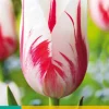 7 tulipa sorbet