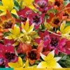10 tulipa species mix