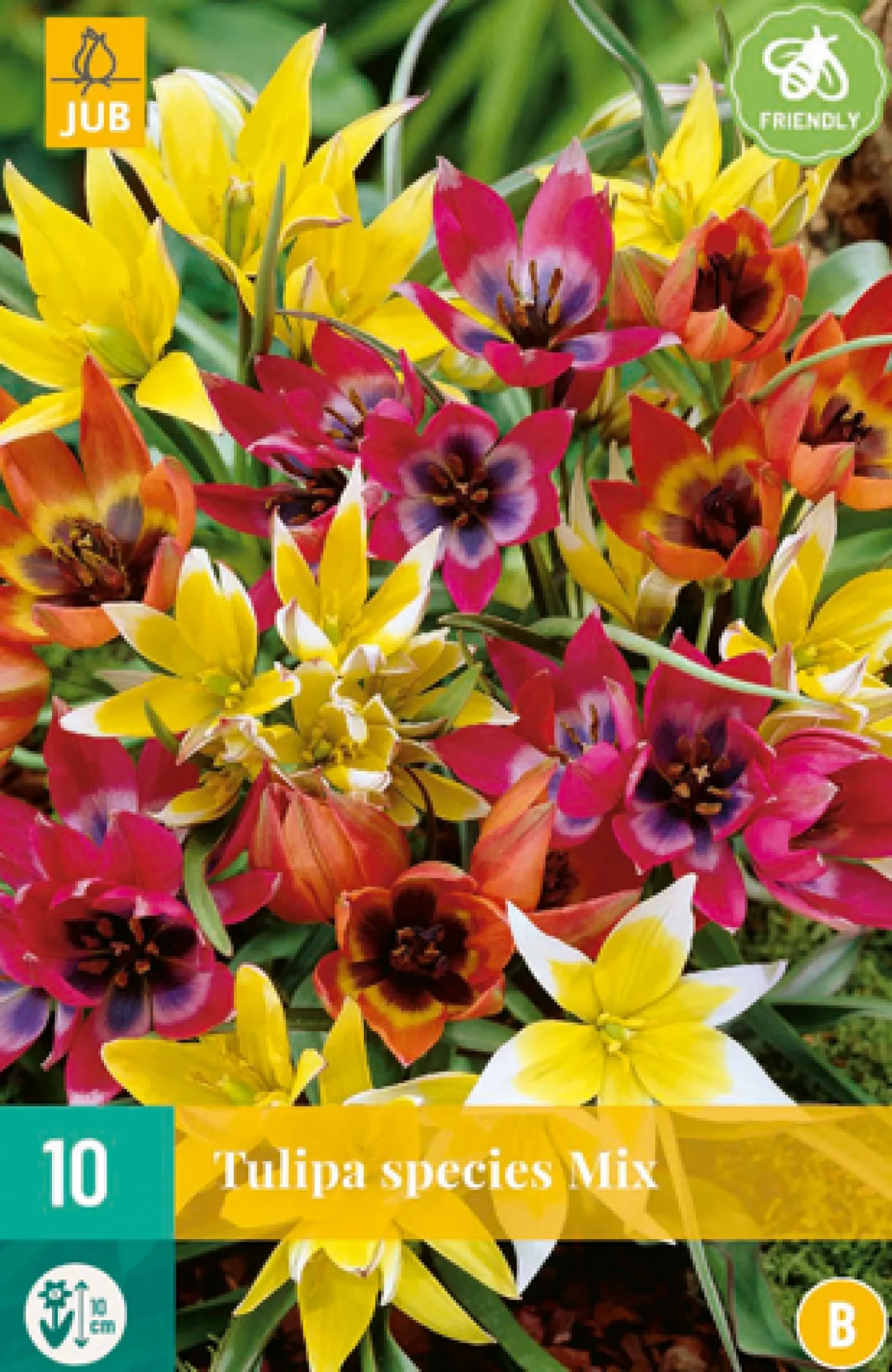 10 tulipa species mix