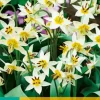 10 tulipa turkestanica