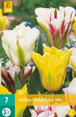 7 tulipa viridiflora mix