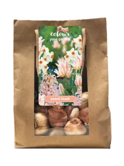 1 zak 25 bollen colour your garden peach blush