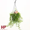 Aeschynanthus japhro p15 h30