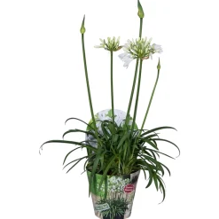 Agapanthus of afrikaanse lelie summer love wit p17 h40
