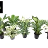 Aglaonema Groen - Wit mix