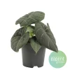 Alocasia Grey Dragon