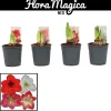 Amaryllis Hippeastrum standard mix