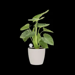 AQUA CARE TRANSPARANT