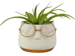 Arrangement Tillandsia (luchtplantje)