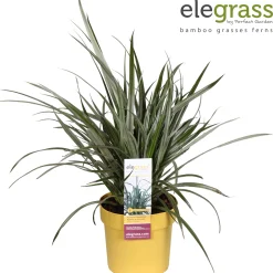 Astelia Silver Shadow